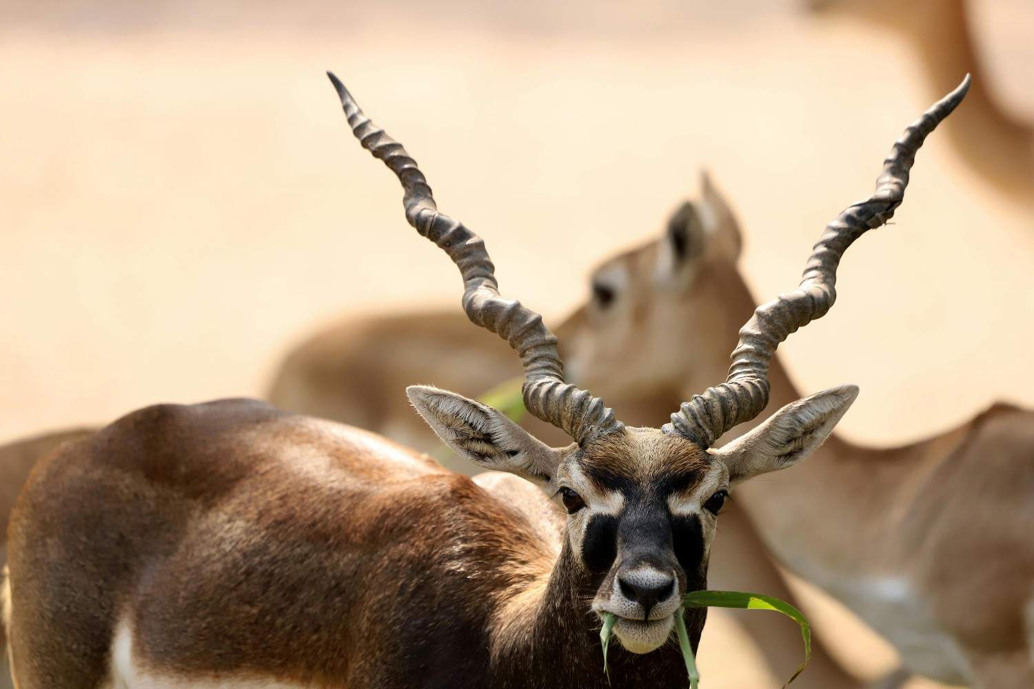 Blackbuck